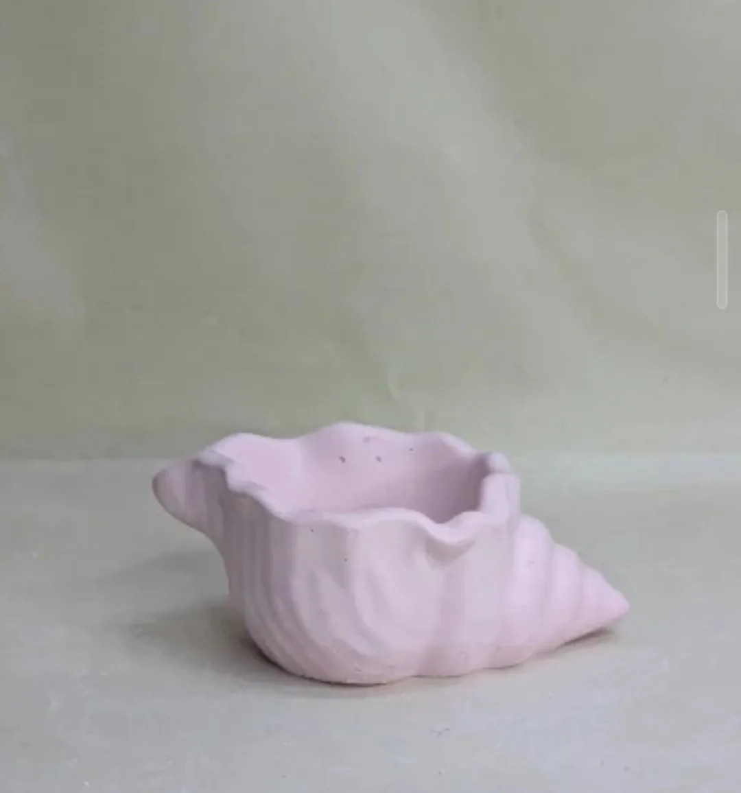 Conch shell x1